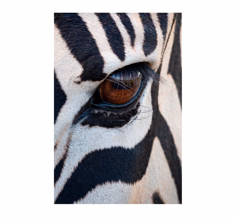Foto behang afrikaans oog van de zebra - TenStickers