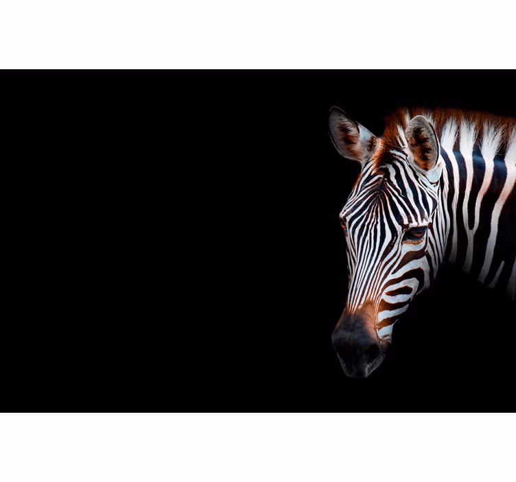 Foto behang afrikaans zebra afbeelding - TenStickers