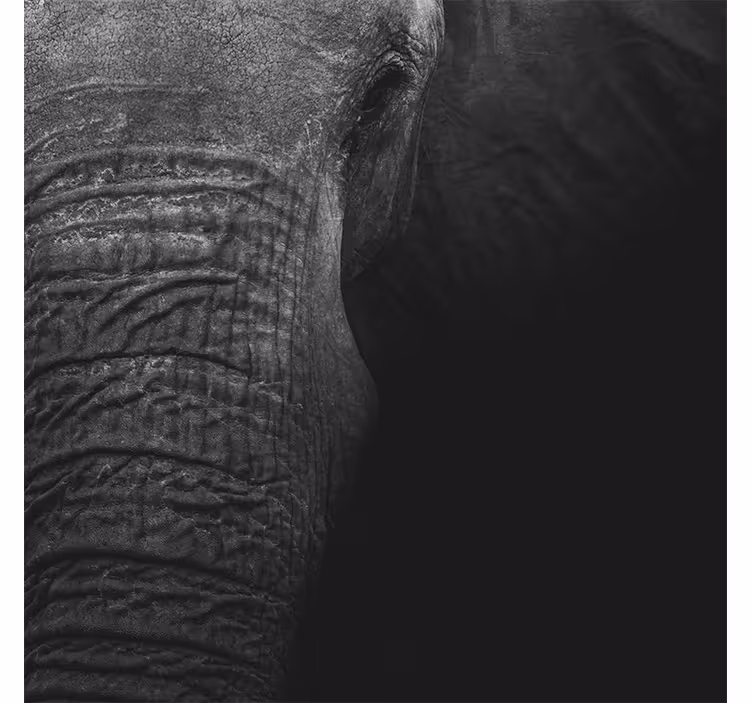 Foto behang afrikaans elegant donkere olifant - TenStickers