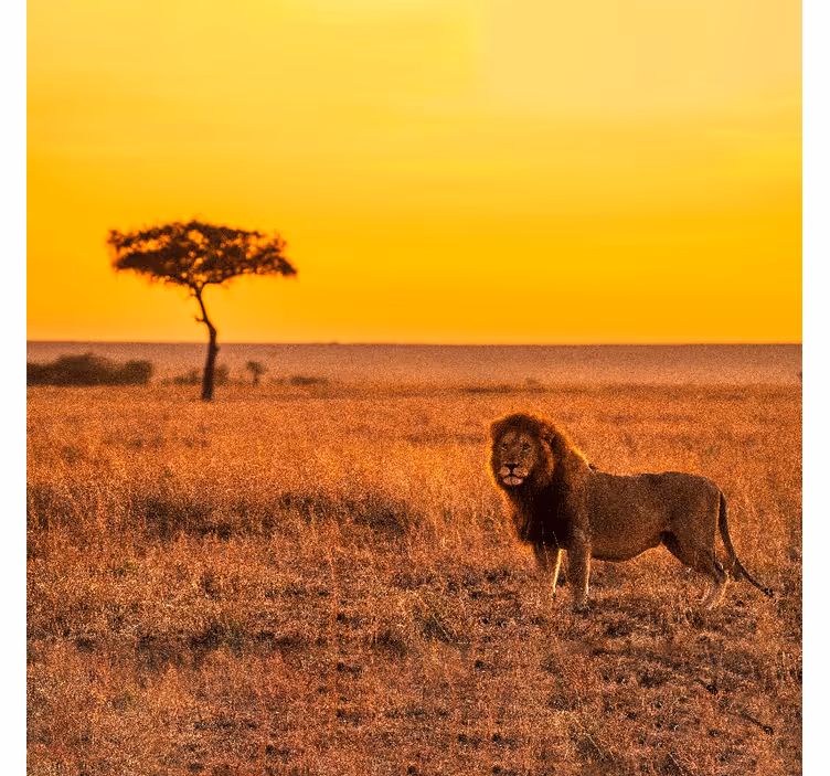 Foto behang afrikaans savanneboom in de avond - TenStickers