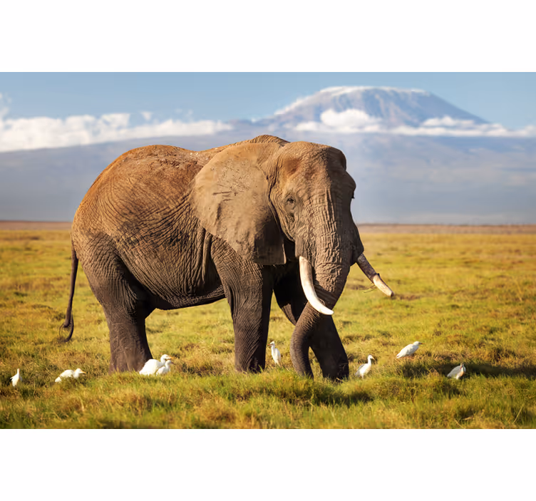 Foto behang afrikaans kilimanjaro olifant - TenStickers