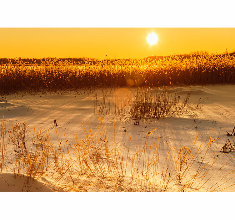 Fotobehang geel pampasgras zonsondergang moment - TenStickers