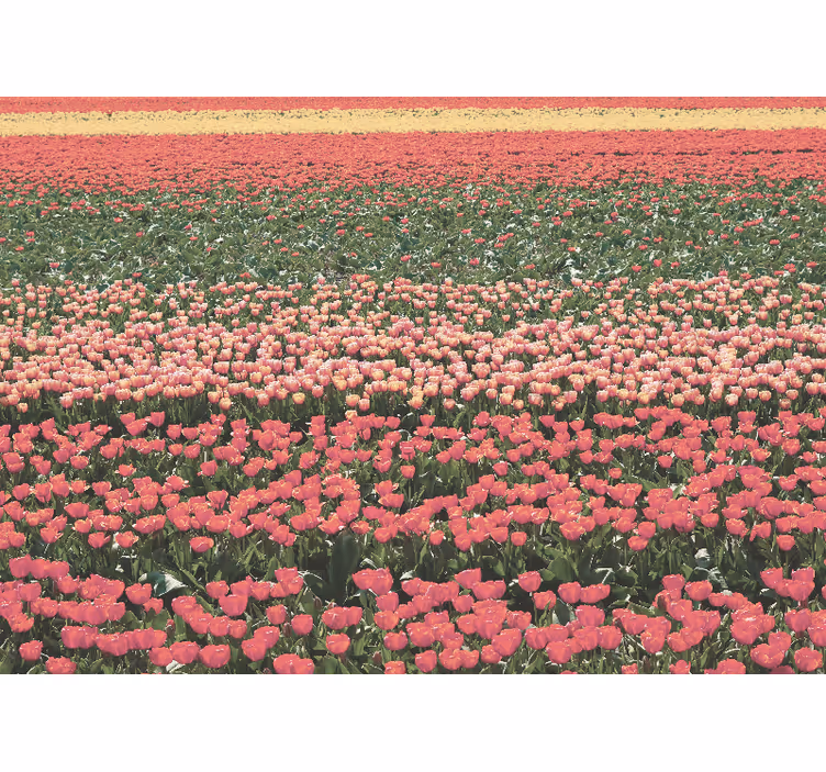 Fotobehang in smalle gang verschillende bloemenvelden - TenStickers