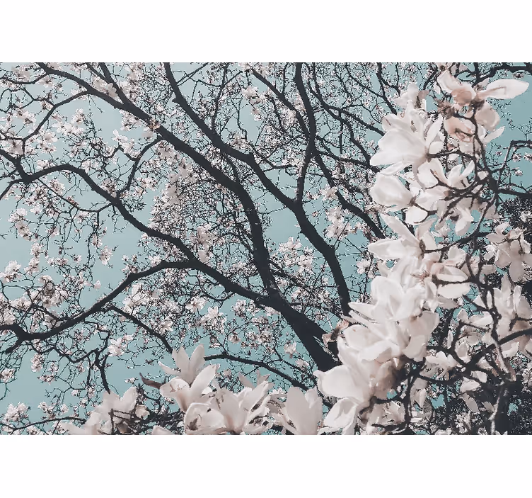 Fotobehang hal elegante stijl japanse kersenbloesem - TenStickers