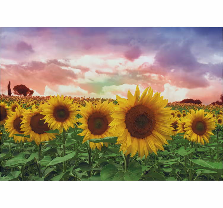 Fotobehang hal zonnebloemenveld kleurrijke lucht - TenStickers