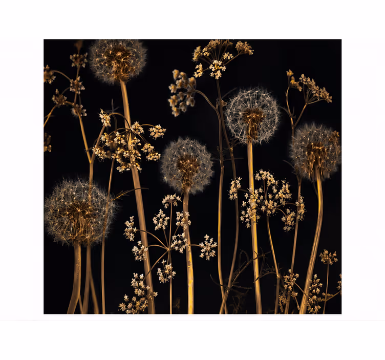Fotobehang paardenbloem natuur - TenStickers