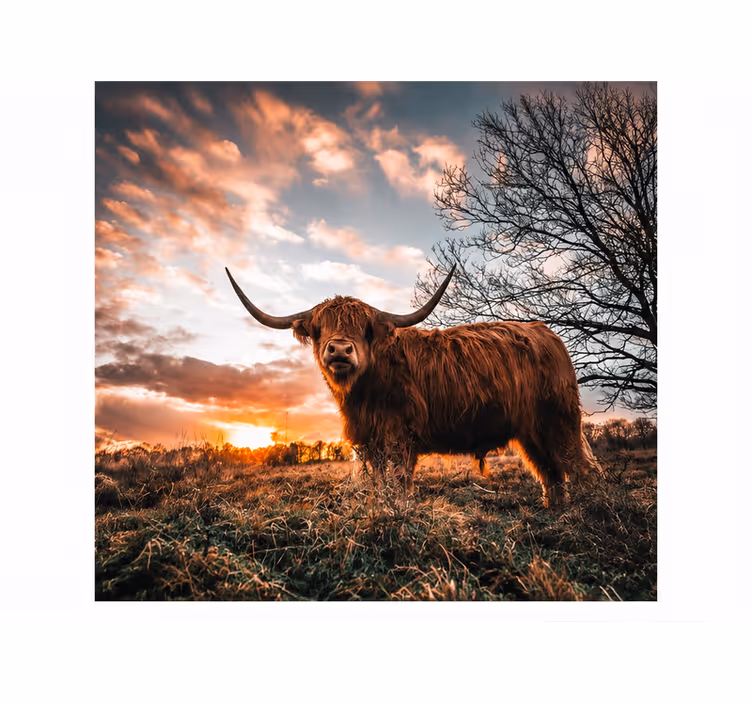 Fotobehang schotse hooglander dieren - TenStickers