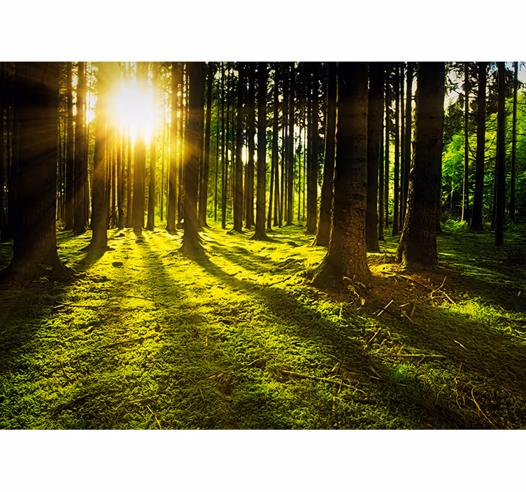 Natuurlijk fotobehang zonlicht en mos - TenStickers