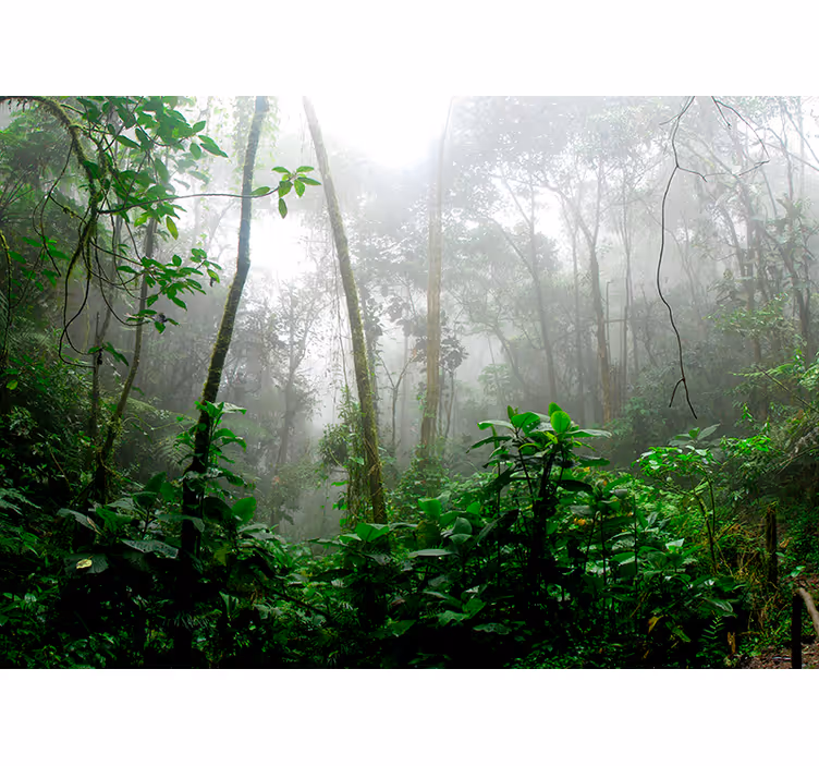3D behang bos donkere jungle - TenStickers