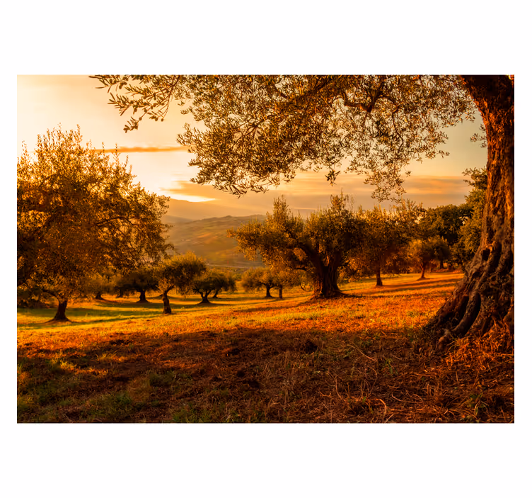Mediterraan bos fototapet landschap - TenStickers