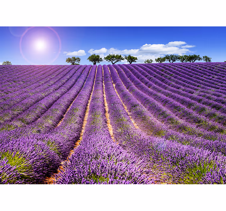 Lavendelveld uitzicht bloemen foto behang - TenStickers