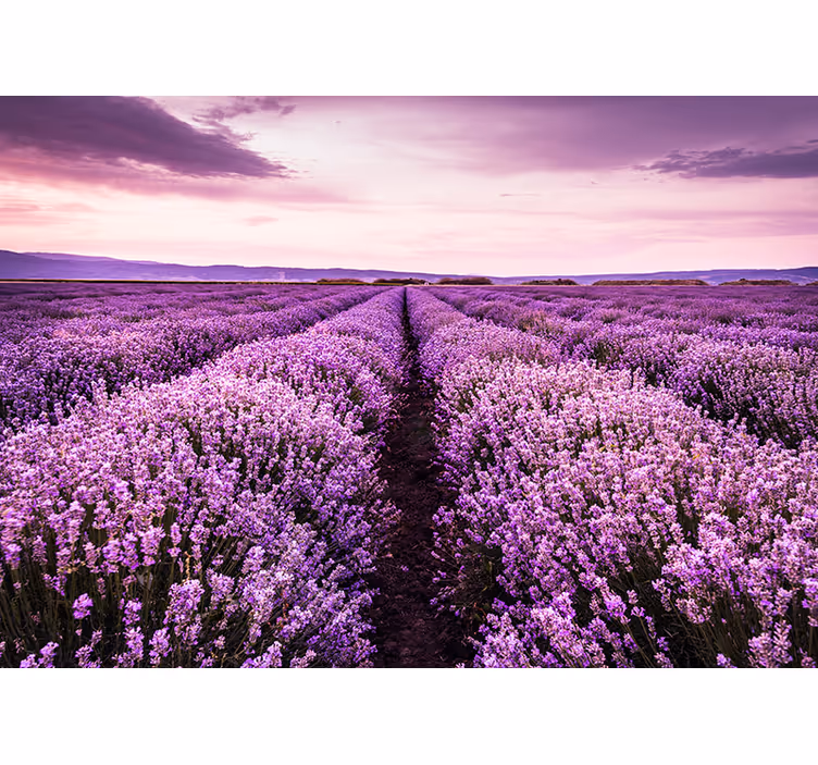 Lavendel veld foto behang - TenStickers