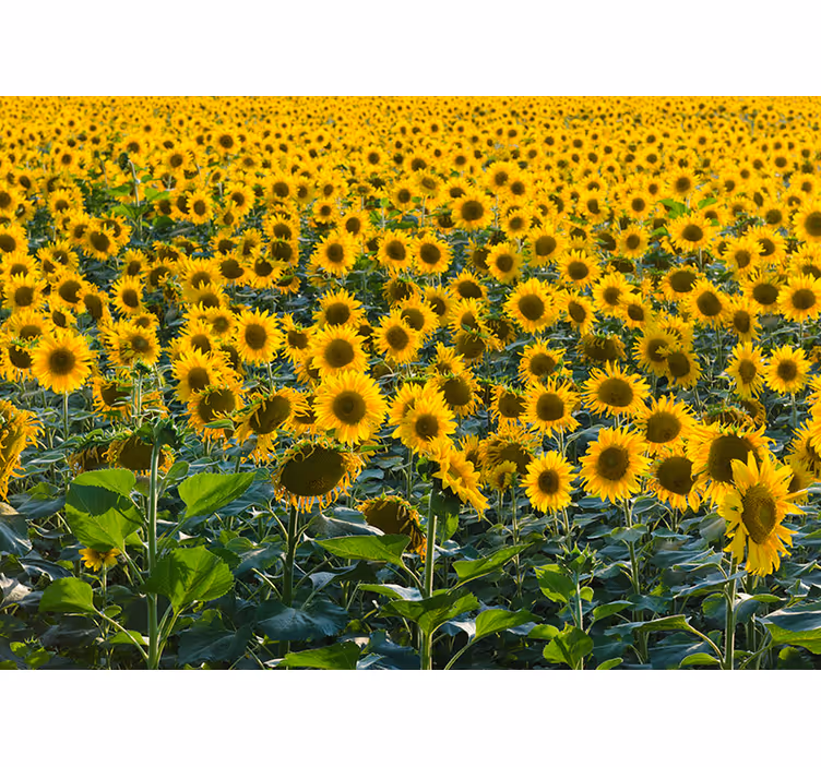 Enorme zonnebloem veld fotobehang - TenStickers