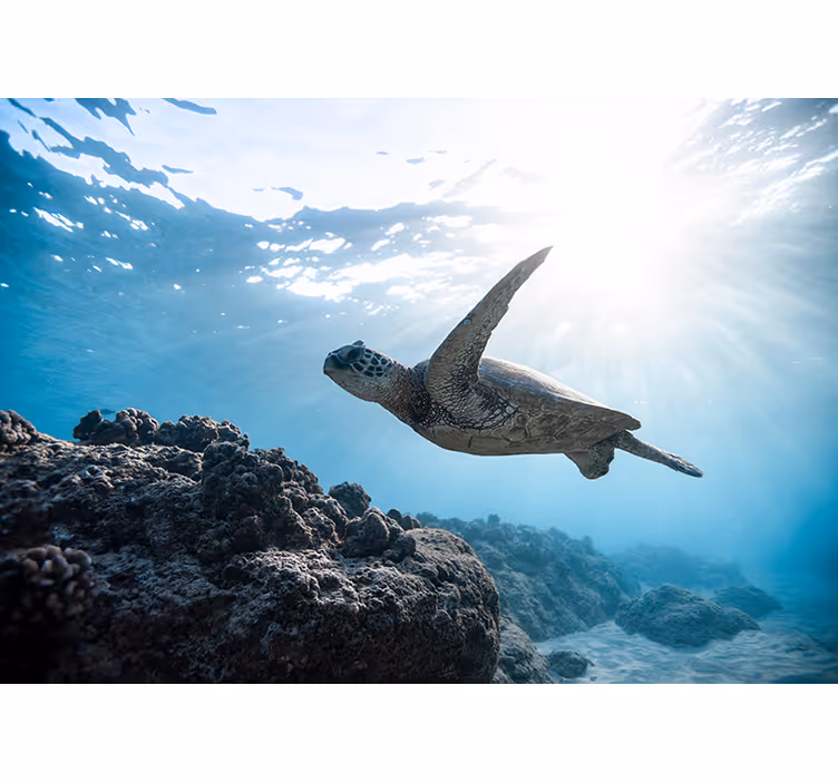 Onderwater schildpad fotobehang - TenStickers