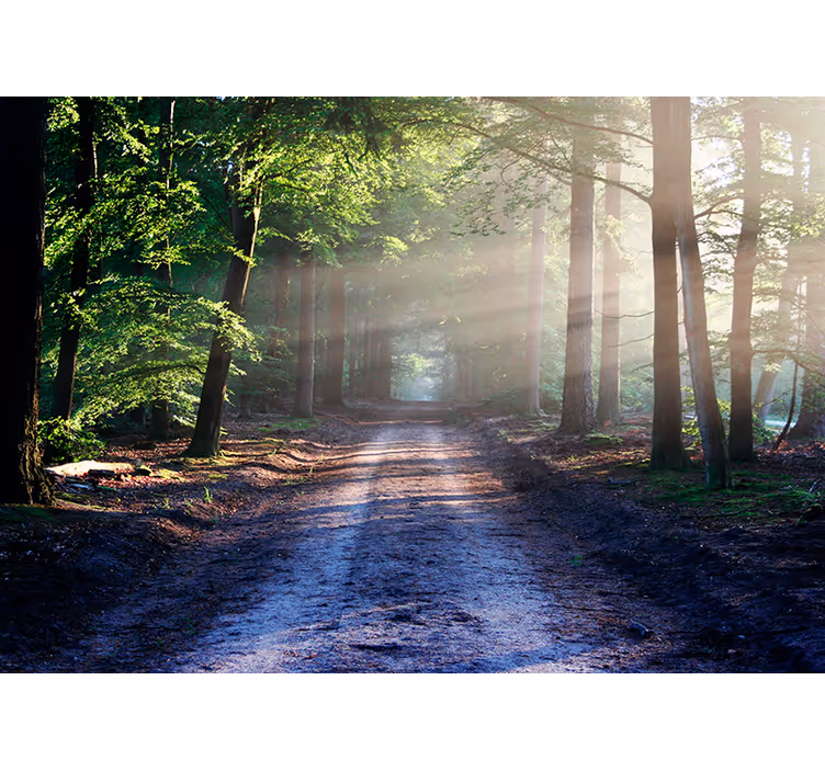 Woonkamer behang bomen donker bos met zonlicht - TenStickers