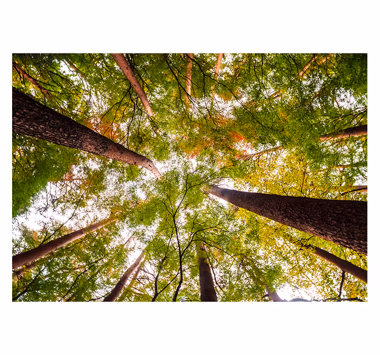 Grote bomen in het bos fotobehang - TenStickers