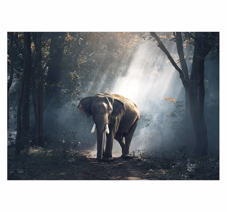 Foto behang dieren majestueuze bosolifant - TenStickers