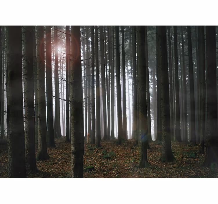 Bos fotobehang met dunne bomen - TenStickers