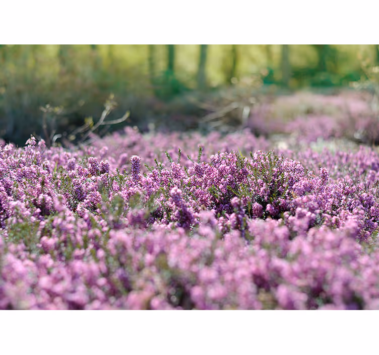 Foto behangpapier natuur paars landschap - TenStickers