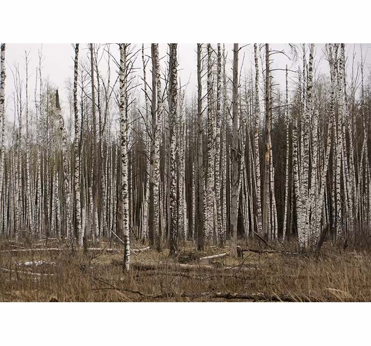 Foto behang bos berkenbos natuur retreat - TenStickers