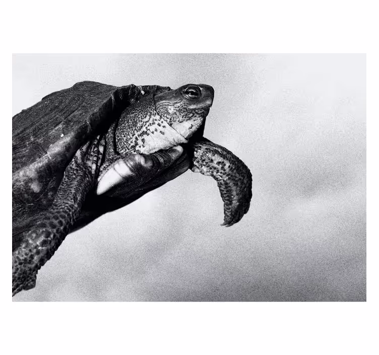 Schildpad zwemmen fotobehang verschillende dieren - TenStickers