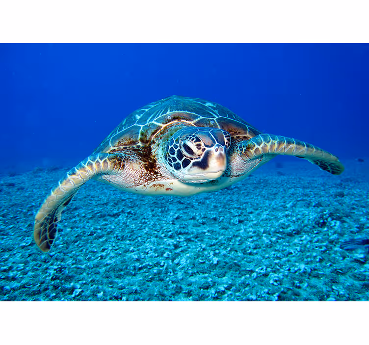 Fotobehang dieren Karetschildpad zeeschildpad - TenStickers