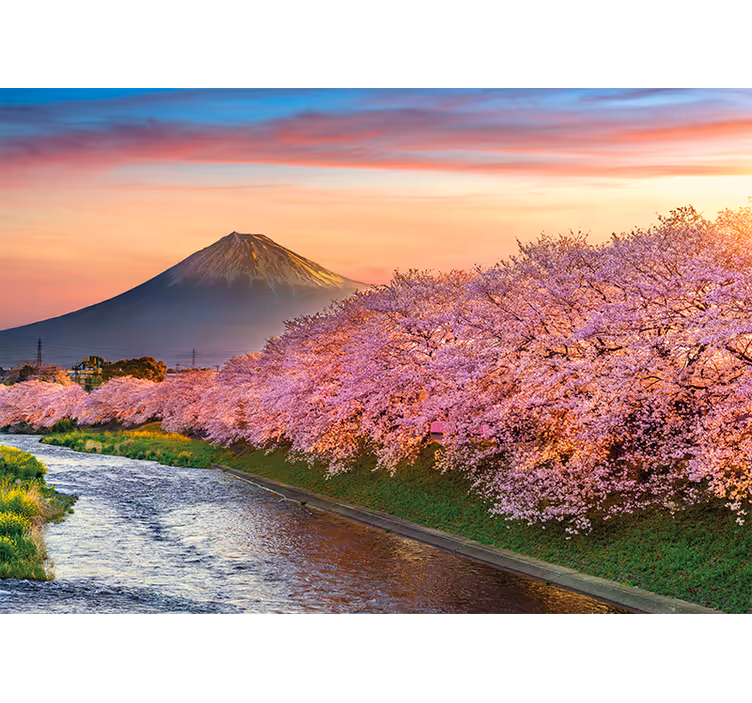 Kersenbloesems op de berg fuji fototapet landschap - TenStickers