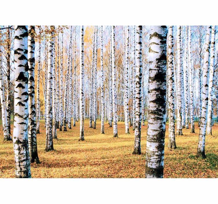 Behang bos berkenboomlandschap - TenStickers