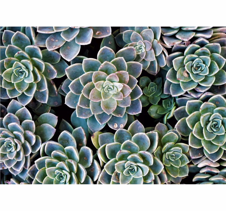 Succulente plantencollectie fotobehang natuur - TenStickers