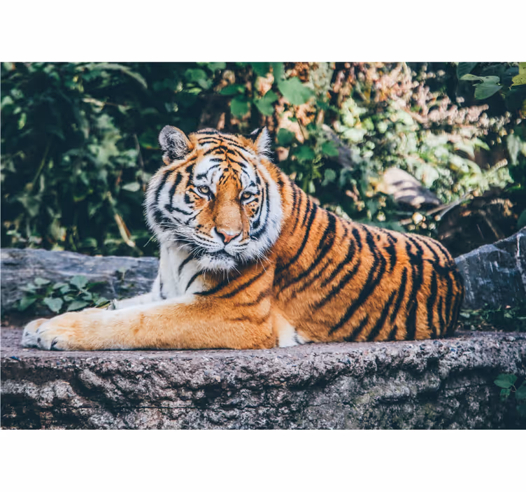 Fotobehang dieren 3d tijger die op een rots ligt - TenStickers