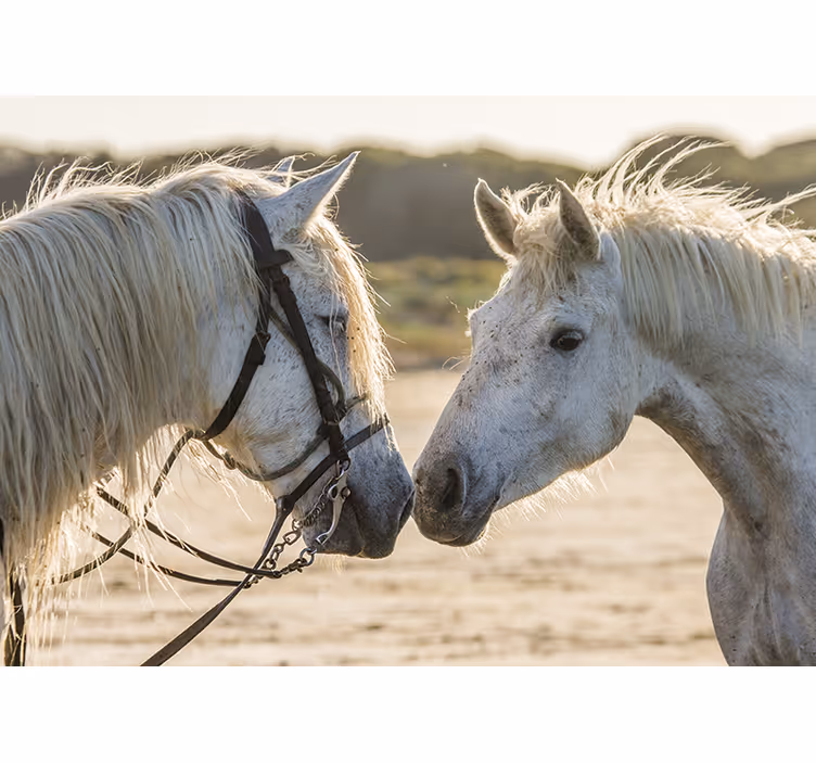 Foto behang dieren tedere paardenaffectie - TenStickers