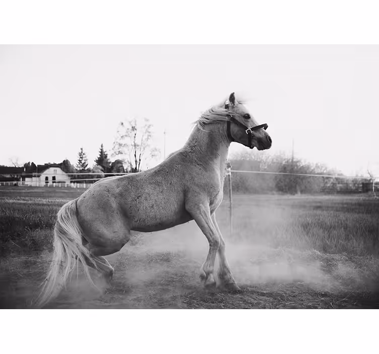 Foto behang dieren galopperend pony - TenStickers
