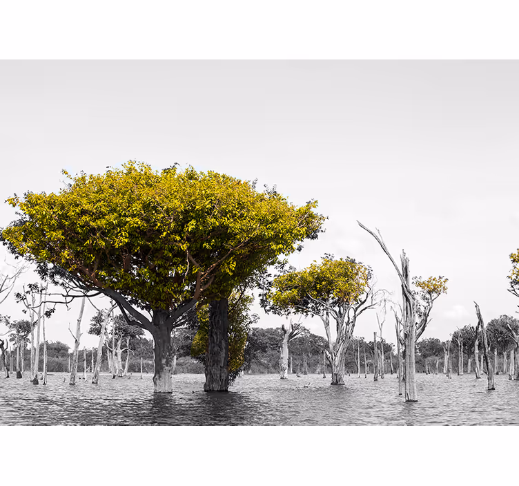 Grote droge bomen foto behang Afrikaans - TenStickers