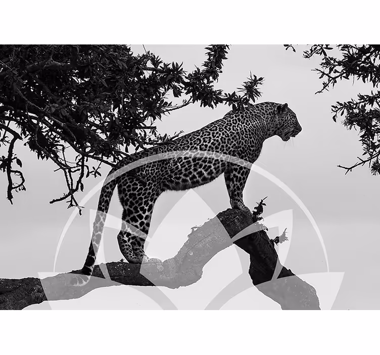 Luipaard in boom foto behang dieren - TenStickers