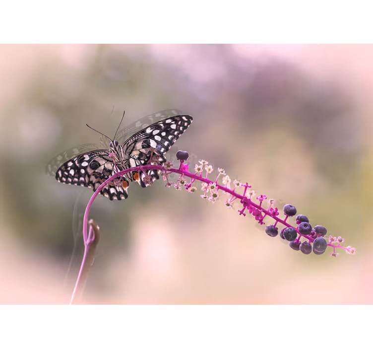 Vlinder op bloem bloemen foto behang - TenStickers
