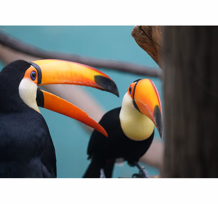 Toekanvogelpaar foto behang dieren - TenStickers