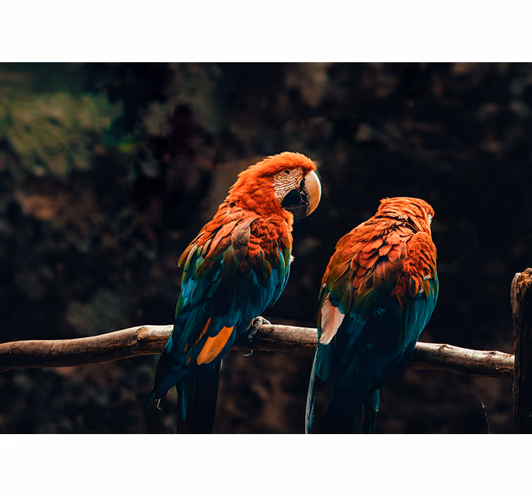 Kleurrijke papegaaien samen foto behang dieren - TenStickers
