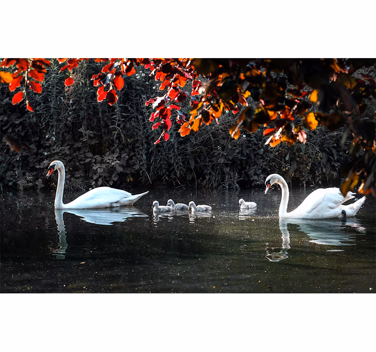 Foto behang dieren elegante zwanenfamilie - TenStickers