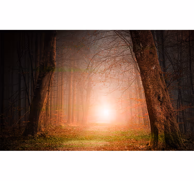 Mysterieus bospad foto behang bos - TenStickers