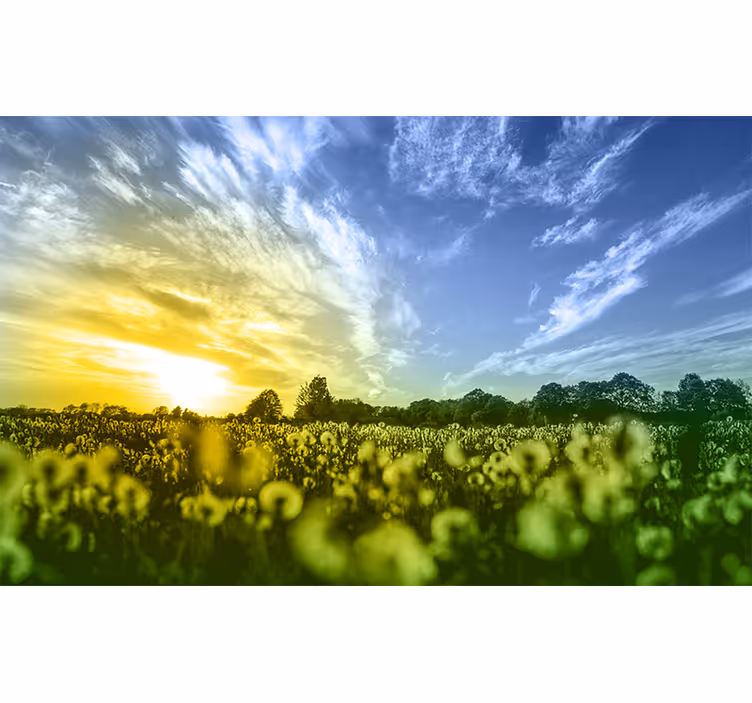 Zonsondergang bloemenveld bloemen foto behang - TenStickers
