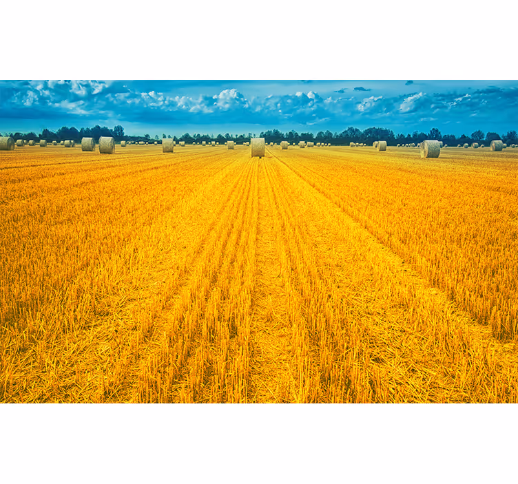 Gouden oogstveld fototapet landschap - TenStickers