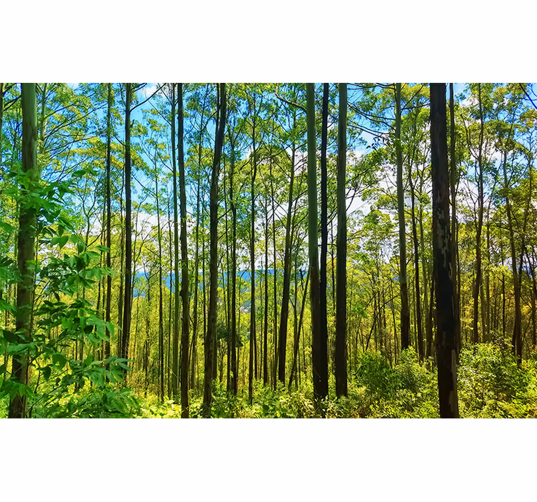 Fotobehang natuur hoge groene bomen - TenStickers