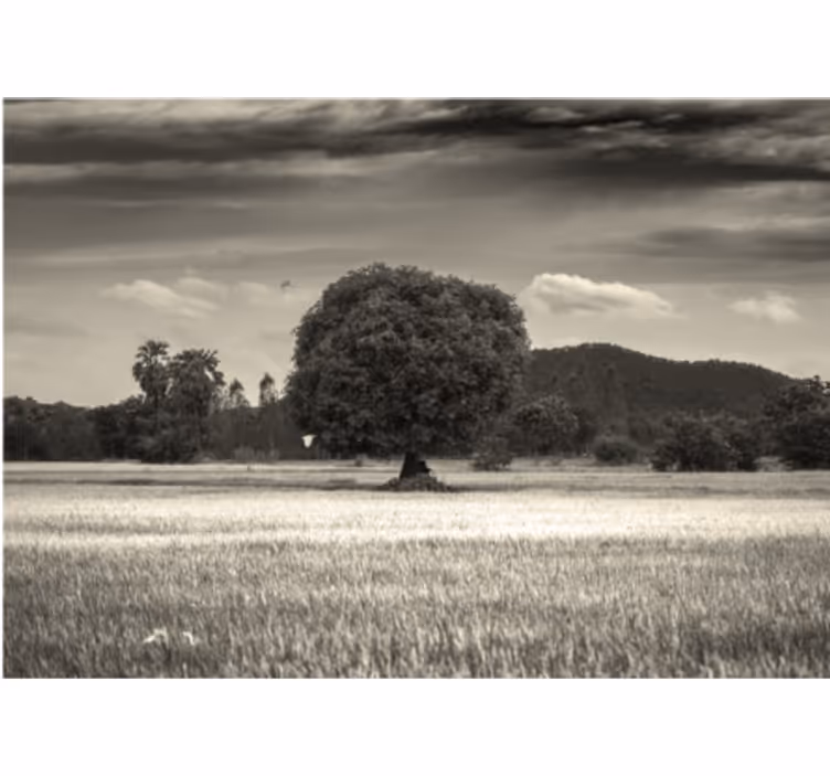 Eenzaam boomlandschap foto behang bomen - TenStickers