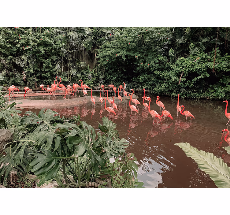 Flamingo's bij het water foto behang dieren - TenStickers