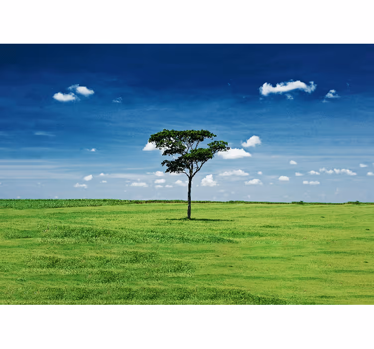 Eenzame groene boom fotobehang natuur - TenStickers
