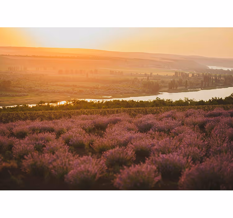 Lavendel zonsondergang landschap bloemen foto behang - TenStickers