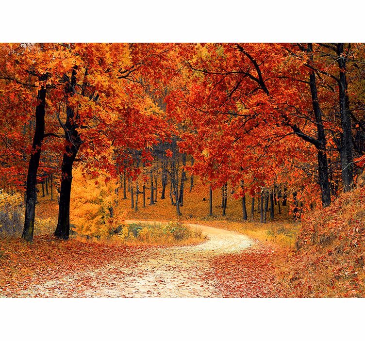 Herfstbospad fotobehang natuur - TenStickers