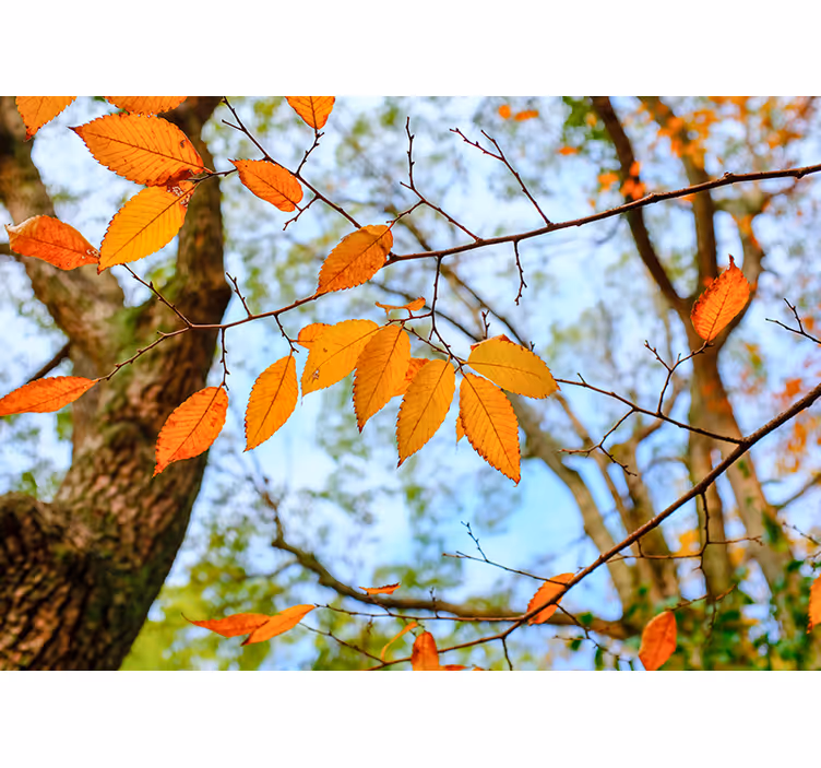 Herfstbladeren tak foto behang bomen - TenStickers