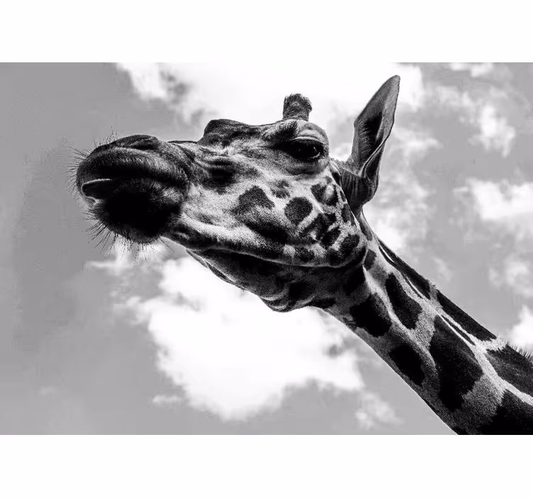 Giraffenportret foto behang dieren - TenStickers