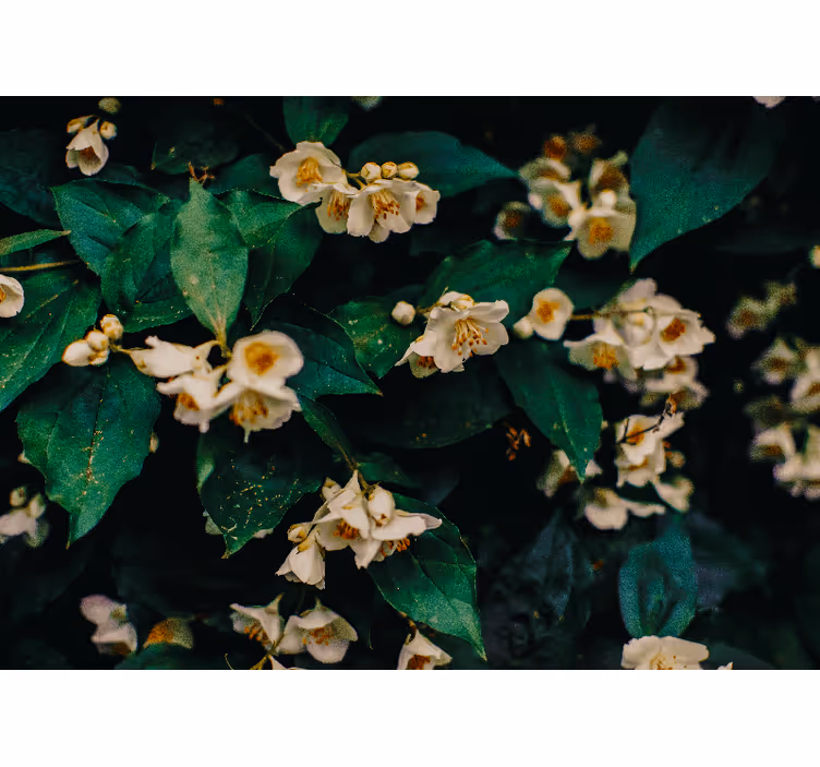 Bloemen foto behang delicate witte bloesems - TenStickers